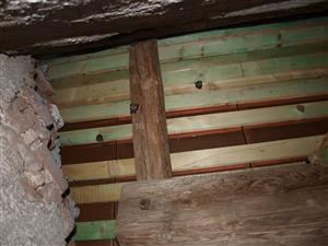 kolónia podkovárov