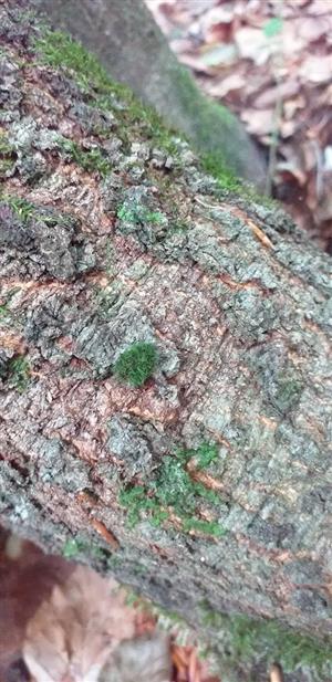 Dicranum viride na náhradnej TMP 5