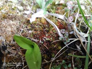 Mannia triandra na TMP1