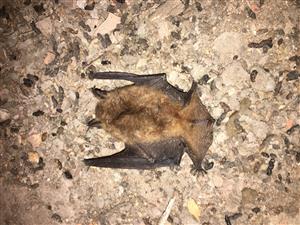 mŕtvy jedinec druhu Myotis emarginatus