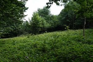 Pohľad na rúbanisko - skúmaný habitat v hospodárskom lese