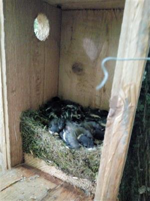 Parus major, 12 ex. 