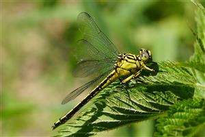 Stylurus flavipes