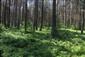 Brezové, borovicové a smrekové lesy na rašeliniskách (13.6.2015)