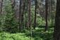Brezové, borovicové a smrekové lesy na rašeliniskách (15.8.2021)