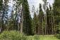 Brezové, borovicové a smrekové lesy na rašeliniskách (15.8.2021)