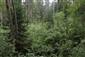 Brezové, borovicové a smrekové lesy na rašeliniskách (21.8.2021)