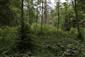 Brezové, borovicové a smrekové lesy na rašeliniskách (22.8.2021)