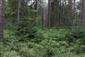 Brezové, borovicové a smrekové lesy na rašeliniskách