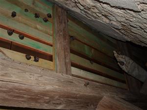 časť kolónie RHip v hospod. budove