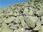 Silikátové skalné sutiny v montánnom až alpínskom stupni (8.7.2021)