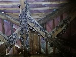 kolónia R. ferrumequinum a R. euryale v podkroví