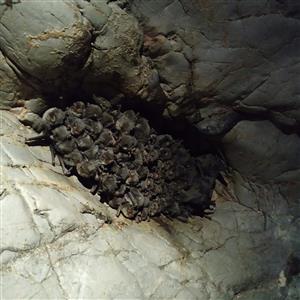 kolónia M. schreibersii v jaskyni