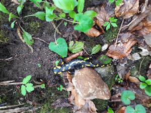 Salamandra 