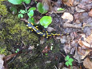 salamandra