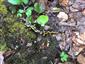 salamandra
