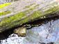 salamandra