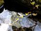 salamandra