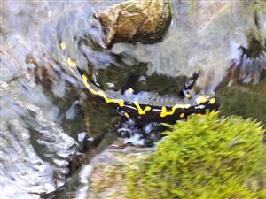 salamandra