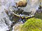 salamandra