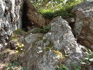 Porasty Polypodium vulgare a Avenella flexuosa v skalných štrbinách