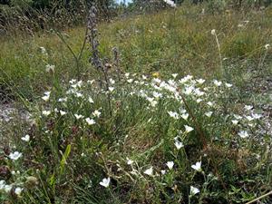 Minuartia langii v poraste