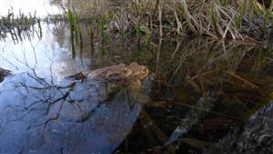 ropucha bradavičnatá amplexus
