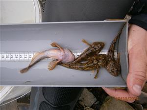 Cottus gobio