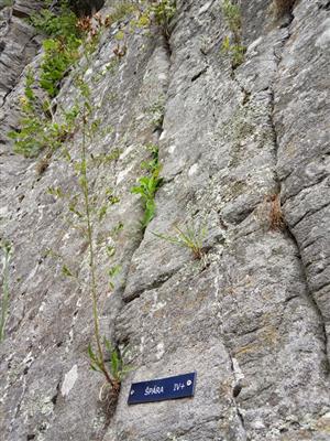 Porast chazmofytov v skalnej štrbine na cvičných lezeckých skalách