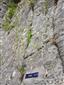 Porast chazmofytov v skalnej štrbine na cvičných lezeckých skalách