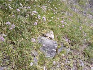 Bohatý porast Allium montanum