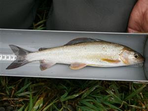 Thymallus thymallus