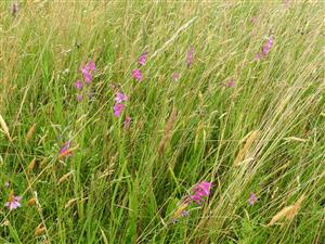 Gladiolus palustris na ploche.
