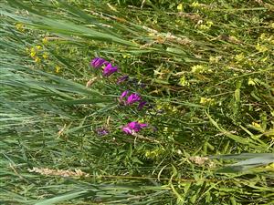 Skupinka Gladiolus palustris na okraji lúky.