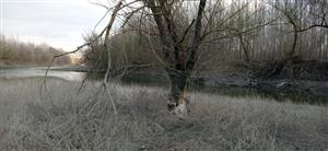 Pohľad na starší obhryz kmeňa vŕby (Salix, sp.), poloostrov, západný cíp Medveďovské rameno, foto: 14.2.2022, J.Lengyel.