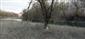 Pohľad na starší obhryz kmeňa vŕby (Salix, sp.), poloostrov, západný cíp Medveďovské rameno, foto: 14.2.2022, J.Lengyel.