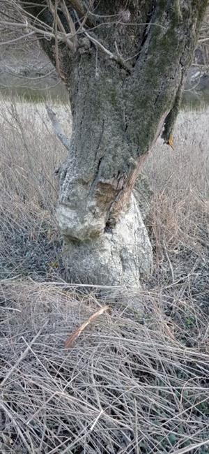 Pohľad na staršie obhryzenie kmienka vŕby (Salix, sp.), poloostrov, západný cíp TML Medveďovské rameno, foto: 14.2.2022, J.Lengyel.