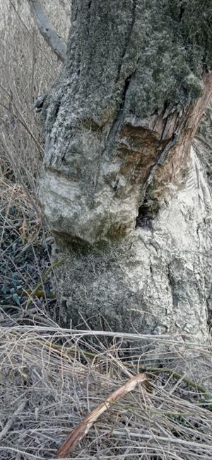 Pohľad na staršie obhryzenie kmienka vŕby (Salix, sp.), poloostrov, západný cíp TML Medveďovské rameno, foto: 14.2.2022, J.Lengyel.