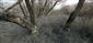 Skupinka vŕb (Salix, sp.), kmene čiastočne zhyzené bobrom, poloostrov, západ. časť TML Medveďovské rameno. Foto: 14.2.2022, J.Lengyel.