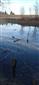Bobrom ohryzená spadnutá vŕbová haluz v rameni Nitry, TML NPR Apáli, 16.2.2022, foto: J.Lengyel