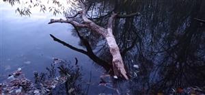 Pohľad na zhryzený a ohryzený bočný kmeň vŕby (Salix alba), SZ breh ramena a TML Číčov. mŕtve rameno, foto: 19.11.2021, J.Lengyel.