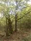 Teplomilné panónske dubové lesy (1.10.2014)