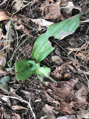 listová ružica Himantoglossum caprinum
