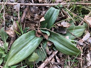 listová ružica Himantoglossum caprinum