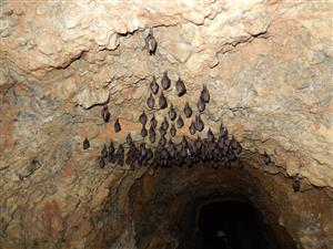 časť kolónie Rhinolophus hipposideros