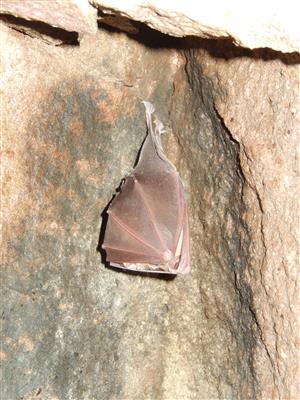 Rhinolophus ferrumequinum