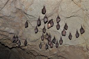 Rhinolophus hipposideros