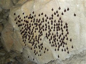 Rhinolophus hipposideros