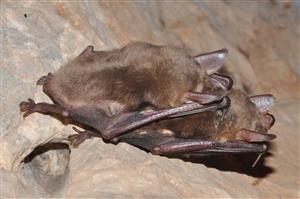 Myotis myotis