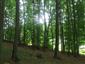 Bukové a jedľové kvetnaté lesy (17.9.2013)